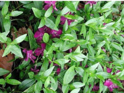 Vinca Minor atropupurea 'kleine rode maagdenpalm'