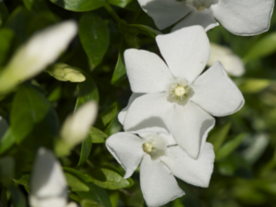 Vinca Minor gertrude jekyll 'kleine maagdenpalm'