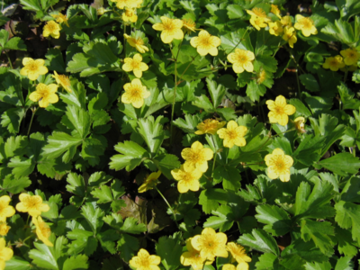 Waldsteinia ternata 'goudaarbei'