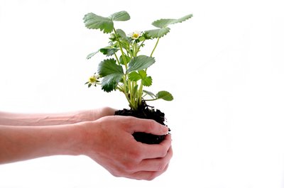 Biologische aardbeiplanten 'Rumba' blote wortel