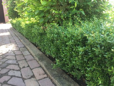 Ilex crenata Stokes 20-30 cm - traag groeiend - laatste 90 stuks!
