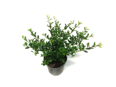 Ilex crenata Stokes 20-30 cm - traag groeiend - laatste 90 stuks!