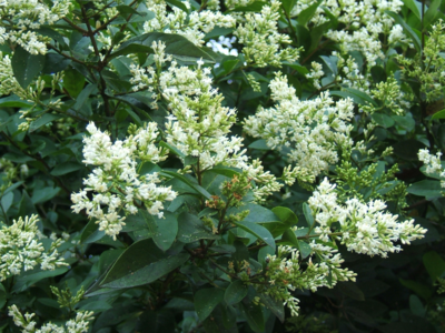 Ligustrum Ovalifolium 60-90 cm blote wortel