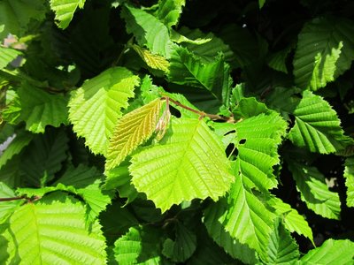 Gewone haagbeuk carpinus betulus 60-80 blote wortel