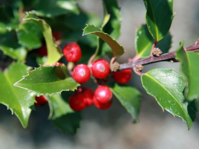 Ilex meserveae 'blue princess' 50-60 cm - blauwe hulst