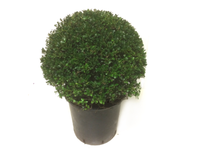 Ilex crenata Stokes bolvorm 40/45 cm