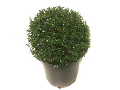Ilex crenata Stokes bolvorm 32/35 cm