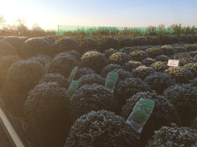 Ilex crenata Stokes bolvorm 32/35 cm