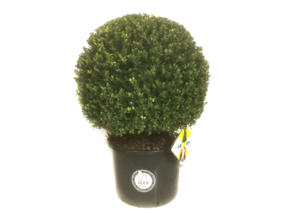 Ilex crenata Dark green® kugel 55/60 cm
