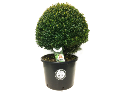 Ilex crenata Blondie® bolvorm 60/65 cm