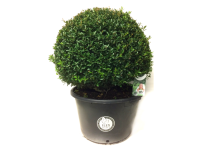 Ilex crenata Blondie® bolvorm 65/70 cm
