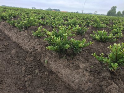 Bladmeststof/voeding BIO - Van de kwekerij - Ilex crenata (zomer)