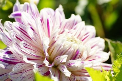 Dahlia Avignon - biologische bloembol