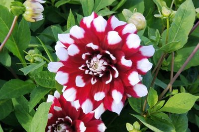 Dahlia Duet - biologische bloembol