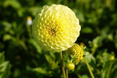Dahlia Golden Torch - biologische bloembol