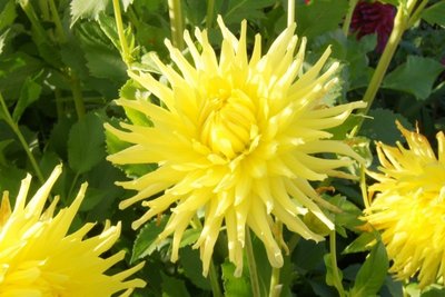 Dahlia Kennemerland - biologische bloembol