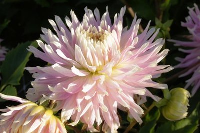 Dahlia Kiev - biologische bloembol