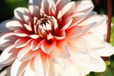 Dahlia Larry's Love - biologische bloembol