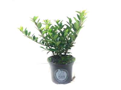 Ilex crenata Blondie® 10-15 cm