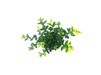 Ilex crenata Blondie® 10-15 cm