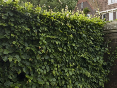 Groene beukenhaag 'fagus sylvatica' 125-150 cm blote wortel