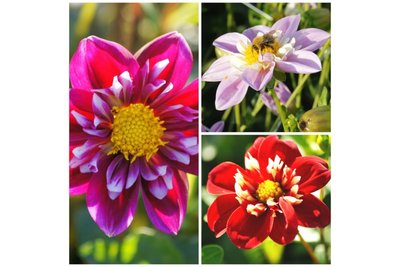 Dahlia Bijentas 3 stuks - biologische bloembollen