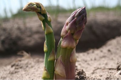 Asparagus Vegelim 2 stuks 'groene asperges' - biologisch