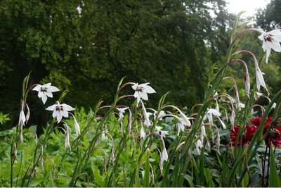 Acidanthera - biologische bloembollen
