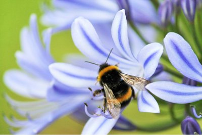 Agapanthus Donau - biologische bloembol