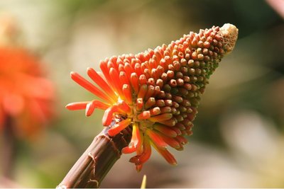 Kniphofia Alcazar - biologische bloembollen