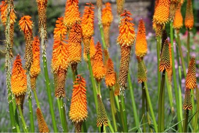 Kniphofia Alcazar - biologische bloembollen