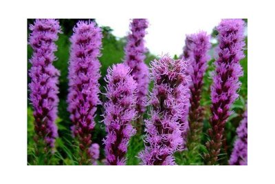 Liatris Spicata - paars - 10 stuks - biologische bloembollen