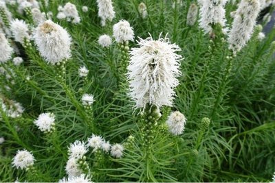Liatris Floristan - wit - 7 stuks - biologische bloembollen