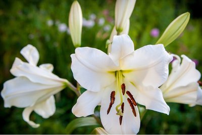 Lilium Oriental (lelie) - wit - 2 stuks - biologische bloembollen