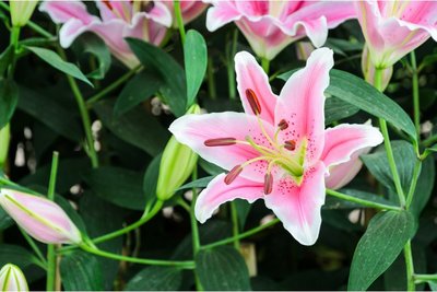 Lilium Oriental (lelie) - roze - 2 stuks - biologische bloembollen