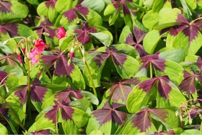 Oxalis Deppei Iron Cross - 15 stuks - biologische bloembollen