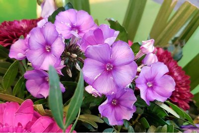 Phlox Pan. Amethyst - 2 stuks - biologische wortelstokken 'vlambloem'
