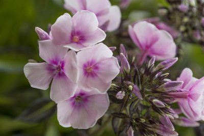 Phlox Pan. Bright Eyes - 2 stuks - biologische wortelstokken 'vlambloem'