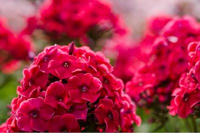 Phlox Pan. Starfire - 2 stuks - biologische wortelstokken 'vlambloem'