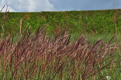 Miscanthus sinensis 'Red Chief' - prachtriet (eulalie) - extra kwaliteit