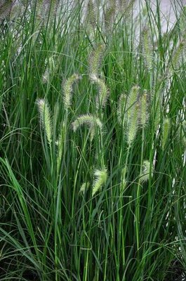 Pennisetum alopecuroides 'Hameln' - lampenpoetsersgras ( extra kwaliteit)