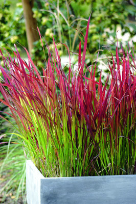 Imperata Cylindrica 'Red Baron'