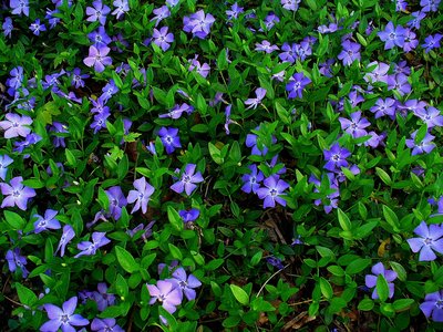 Vinca Minor 'kleine maagdenpalm'