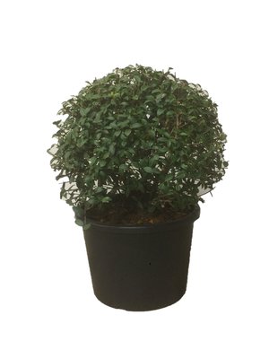 Osmanthus Burkwoodii bol 70/80 cm