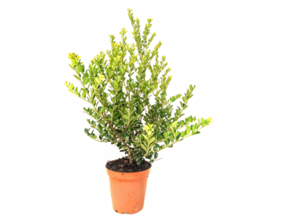 Ilex crenata green hedge 30-40 cm Ilex crenata green hedge 30-40 cm