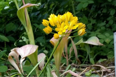 10 x Allium moly Jeannine - biologische bloembol 10 x Allium moly Jeannine - biologische bloembol