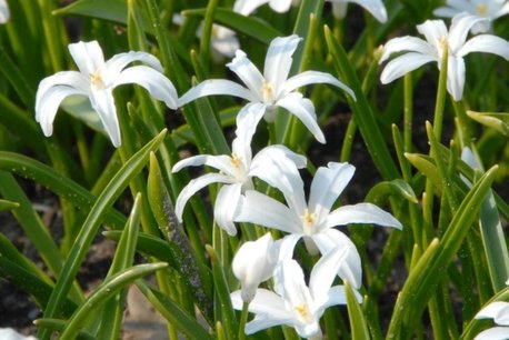 15 x Chionodoxa Alba - biologische bloembol 15 x Chionodoxa Alba - biologische bloembol