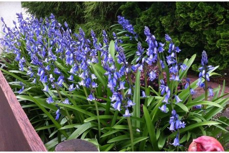 10 x Hyacinthoïdes hisp. Blauw - boshyacint - biologische bloembol 10 x Hyacinthoïdes hisp. Blauw - boshyacint - biologische bloembol