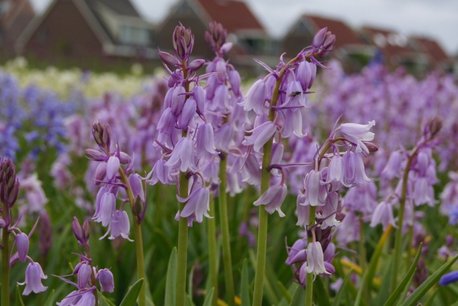 10 x Hyacinthoïdes hisp. Roze - biologische bloembol 10 x Hyacinthoïdes hisp. Roze - biologische bloembol
