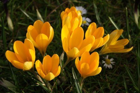 10 x Krokus geel - biologische bloembol 10 x Krokus geel - biologische bloembol